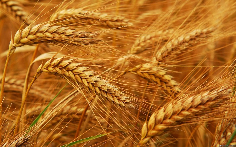 Минсельхоз США в августе повысил прогноз производства и экспорта казахстанской пшеницы в 2018/19 с/х году