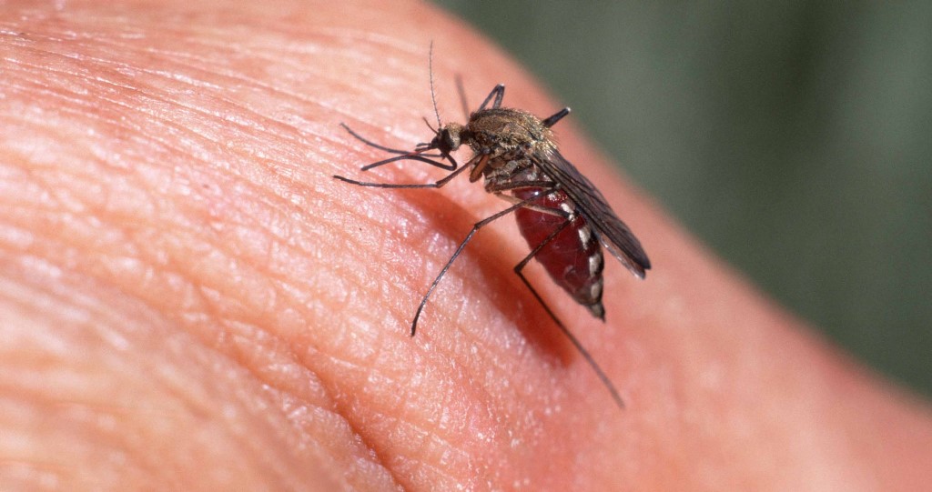 Комары не являются переносчиками коронавируса – исследование