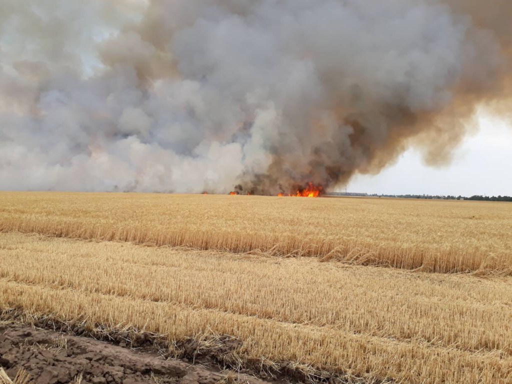 В СКО на пшеничном поле произошел пожар