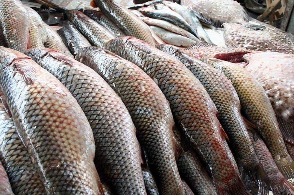 Рыбоводы страны нарастили объемы выпуска в 2,7 раза