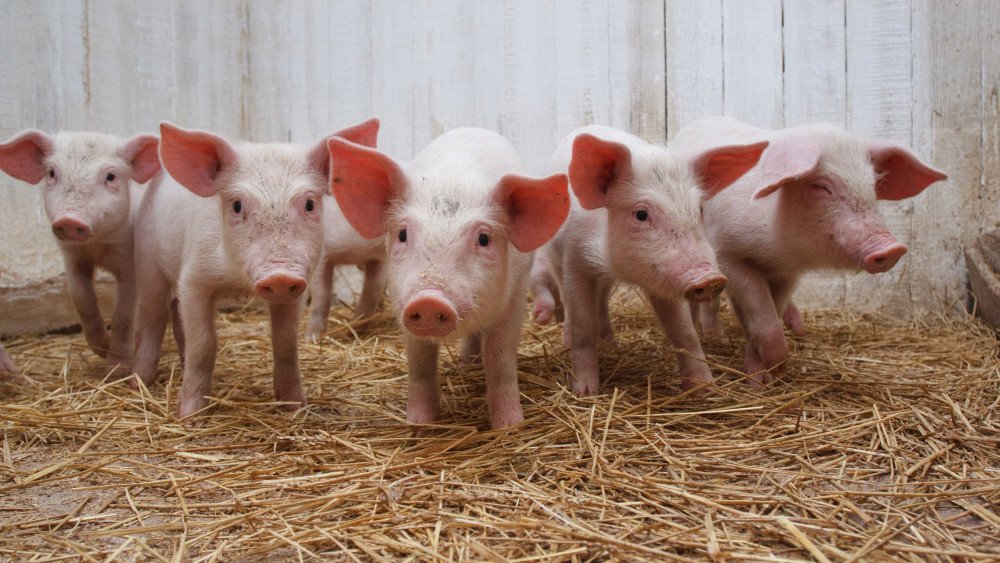 Реализация продуктивного потенциала иммунотропными препаратами и профилактика болезней свиней 