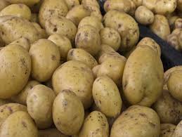 Кәсіпкер көпбалалы отбасыларға 74 тоннадан астам картоп таратты