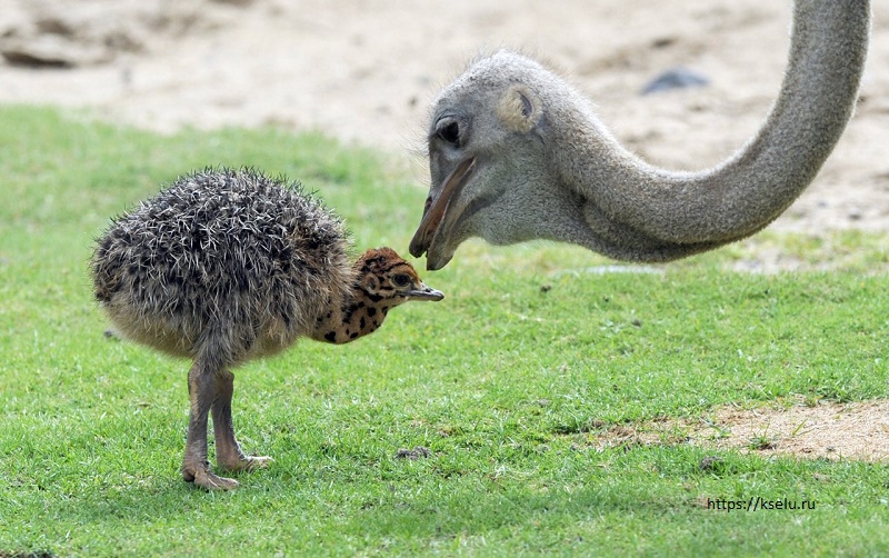 В Шымкентском зоопарке впервые вылупились страусята