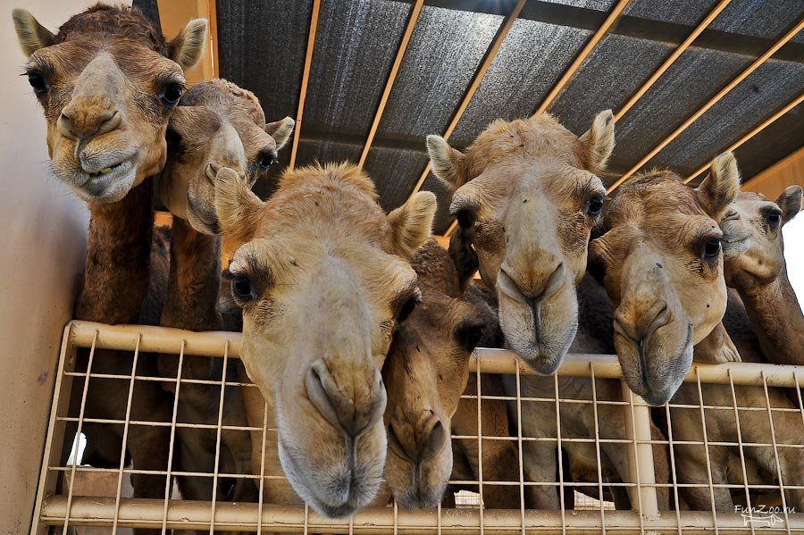 Казахстанско-китайское СП по переработке молока из-за дефицита сырья намерено открыть верблюжью ферму на юге Казахстана