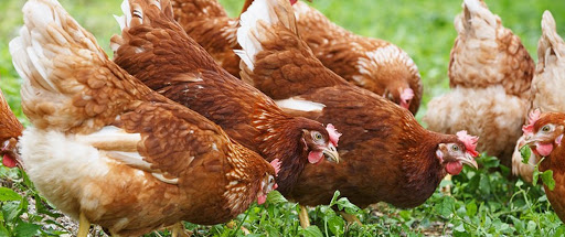 Полтысячи тонн мяса птицы будут производить в районе Атырауской области