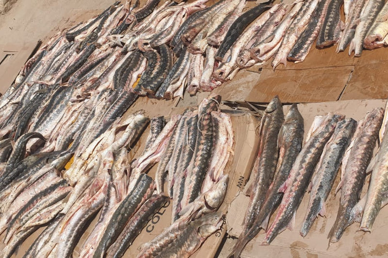 У жителя Мангистауской области изъяли более 500 кг рыбы осетровых пород 