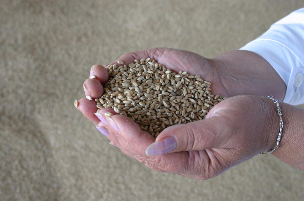 Минсельхоз США ухудшил прогноз производства казахстанской пшеницы в текущем сельхозгоду до 12,5 млн тонн