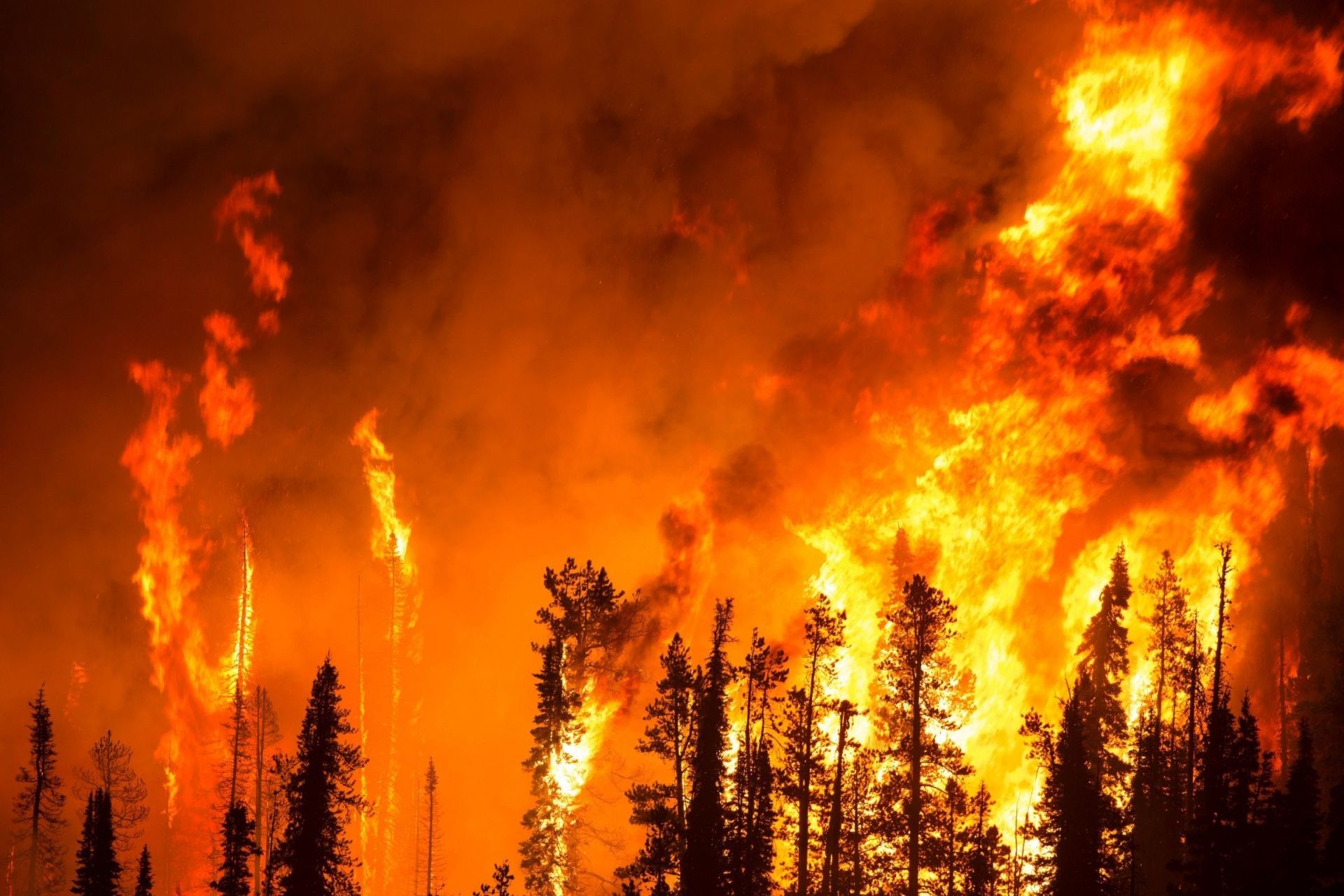 На Канарах из-за лесного пожара эвакуировали около 2000 человек