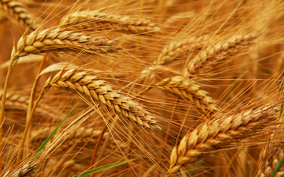 Минсельхоз США понизил прогноз производства казахстанской пшеницы в текущем сельхозгоду