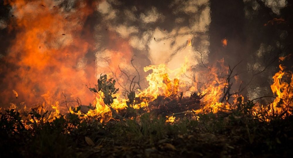 Ущерб от пожара в Баянаульском природном парке превысил 95 млн тенге