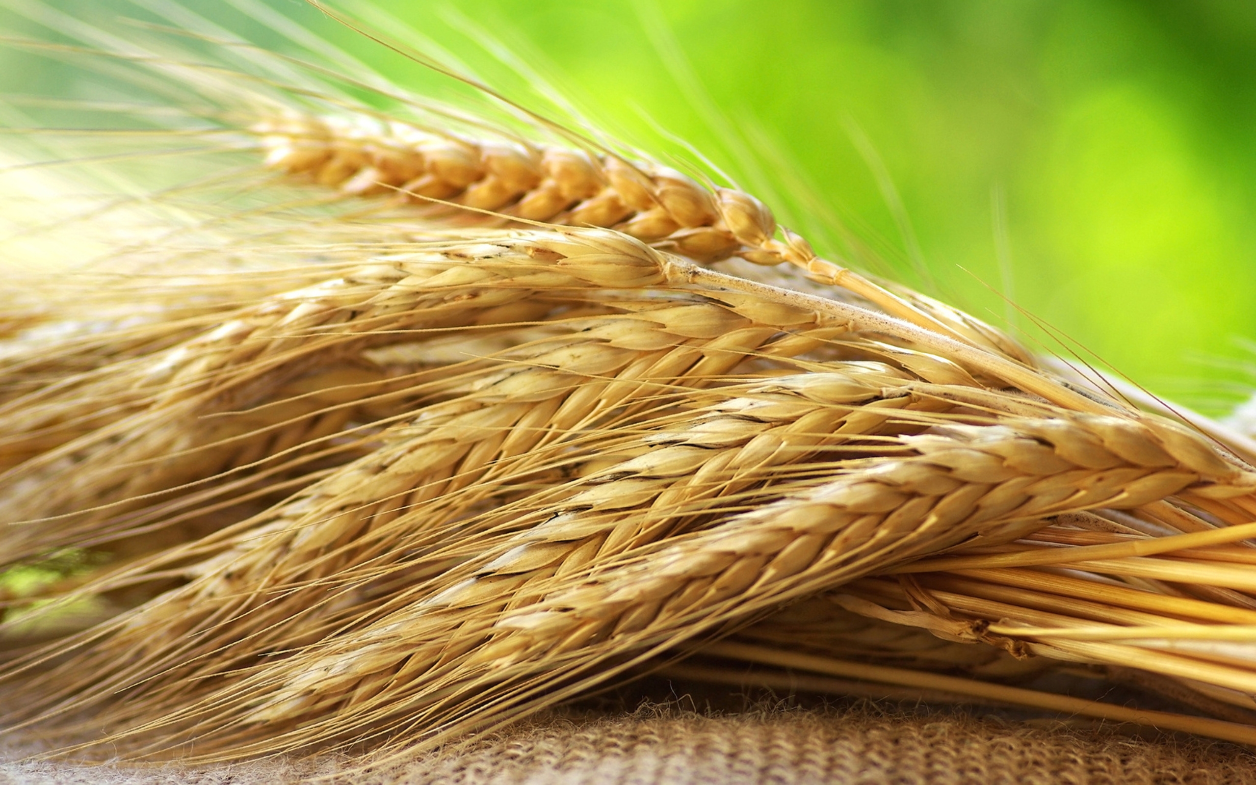 Зеленое жито. Рожь (Secale). Колос рожь пшеница ячмень. Шарозерная пшеница. Злаковые пшеница и рожь.