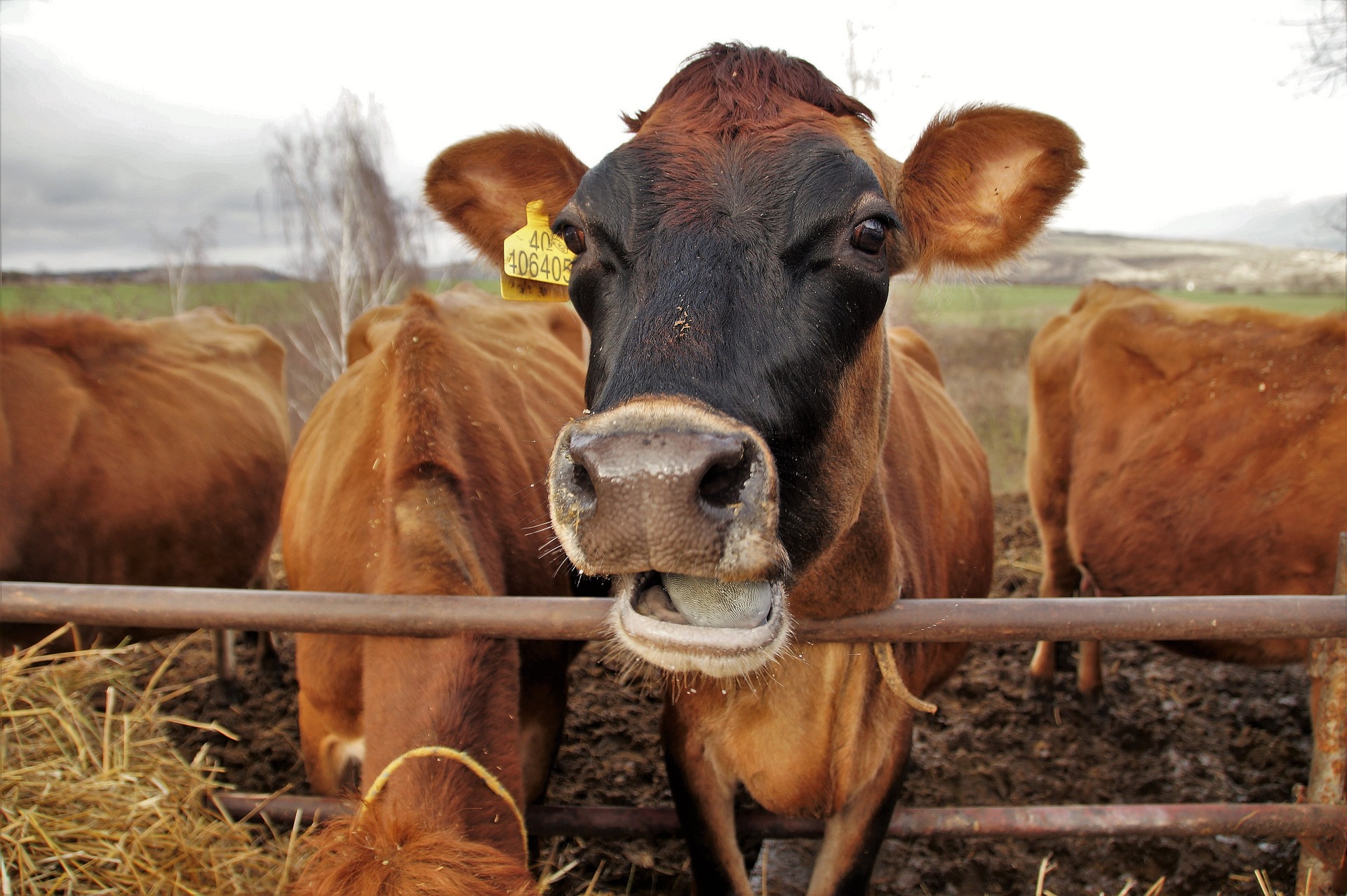Скрытый потенциал продуктивности молочного скота