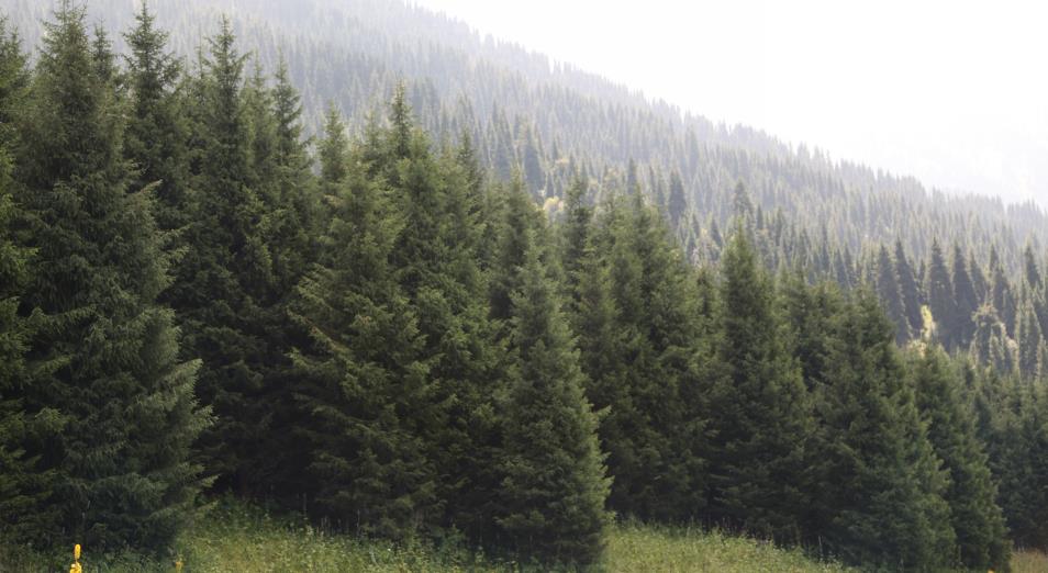Зарубежная компания вложит $1 млн в создание лесных массивов в РК