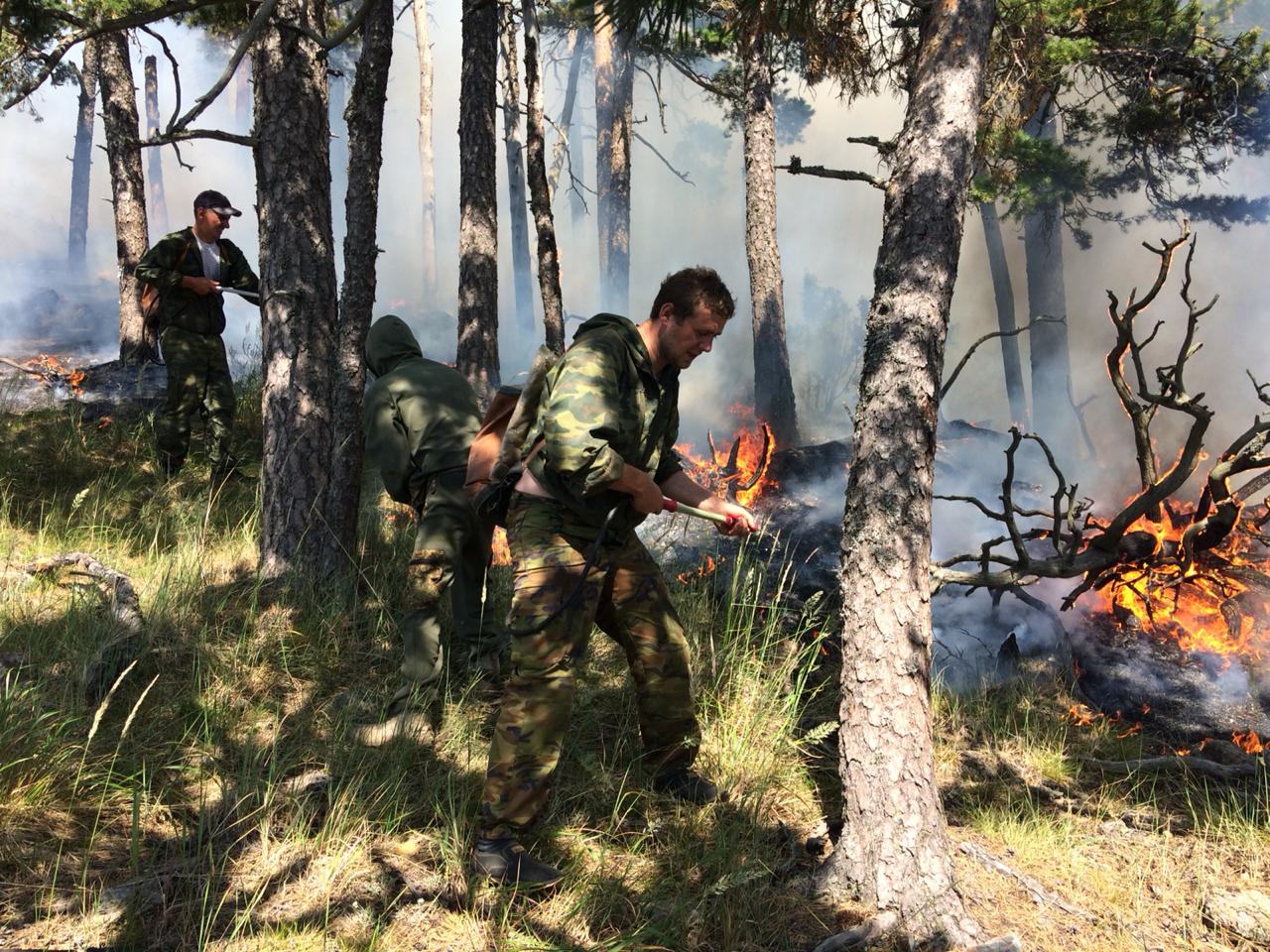 В Акмолинской области с начала пожароопасного периода зафиксировано 30 лесных пожаров