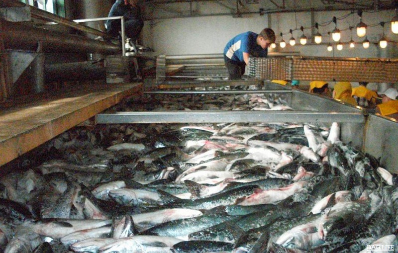 Рыбный завод планируют запустить в Кызылординской области 