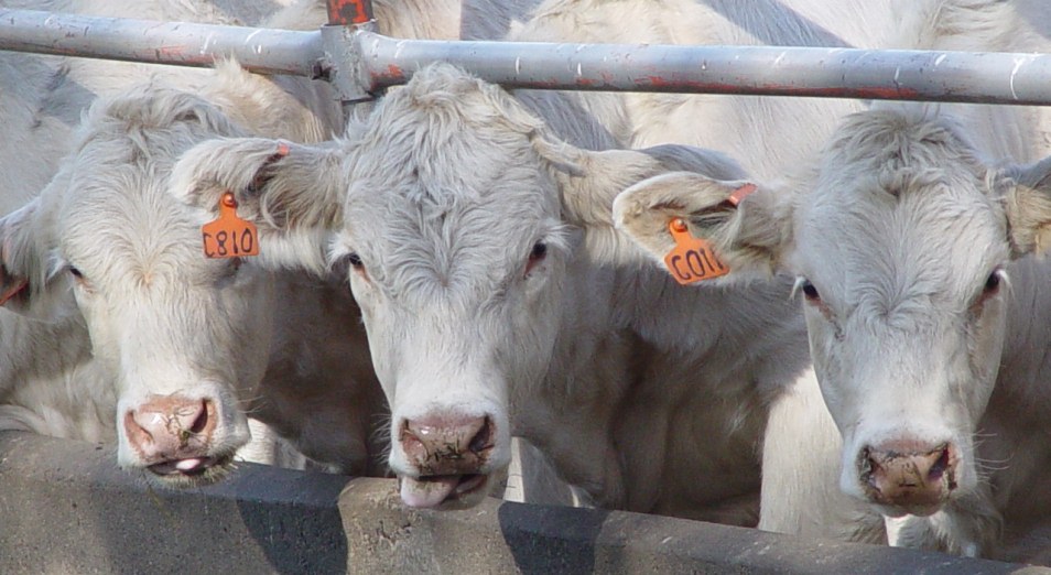 США и РФ доминируют в завозе породистого скота в Казахстан