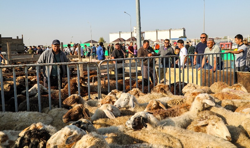 Законно скот к празднику в Алматы можно купить только в трёх местах