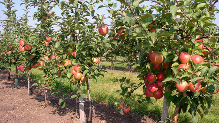 Площади яблоневых садов увеличат в Алматинской области