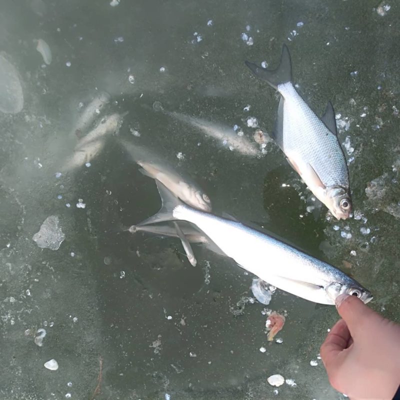 Комиссия выясняет причину массовой гибели рыбы в Атырау