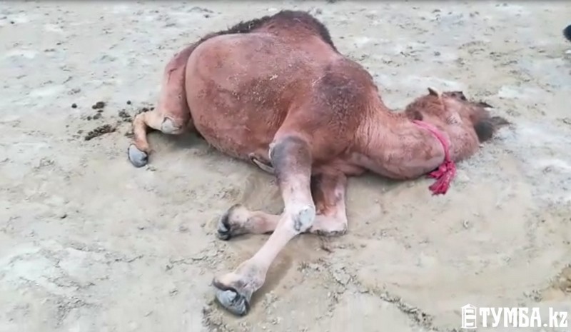 Падёж верблюдов в Мангистауской области: жители не могут определить причины
