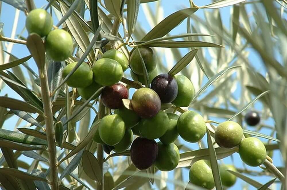 Оливковые деревья планируют разводить в Туркестанской области