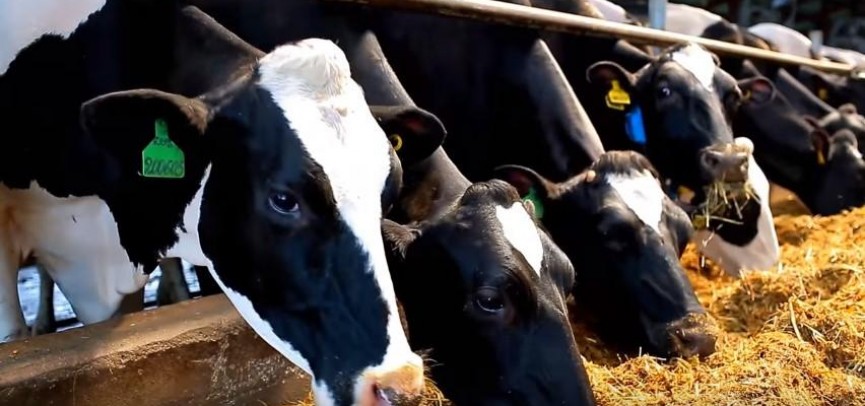 Животноводы ВКО планируют экспортировать в соседние страны 17 тыс тонн мясной продукции до 2022 года