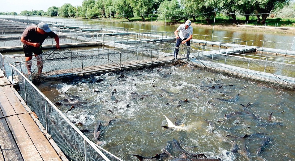 За семь лет объем производства рыбы в стране вырос в девять раз  