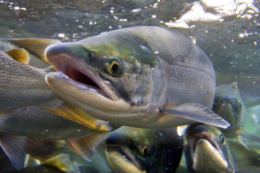 В рыбоводство РК планируют привлечь 345 млрд тенге инвестиций 