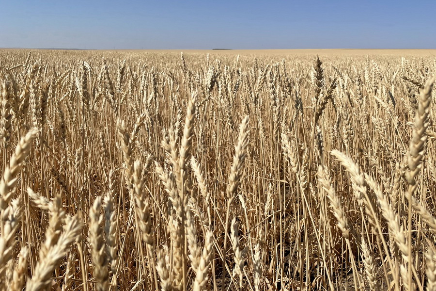 Средняя урожайность зерновых в Казахстане 7,8 ц/га
