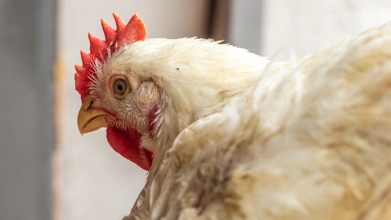 До конца года в Казахстане планируют нарастить производство мяса птицы на 25%  