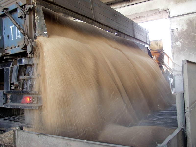 На хранение уже поступило 1,3 млн тонн зерна  