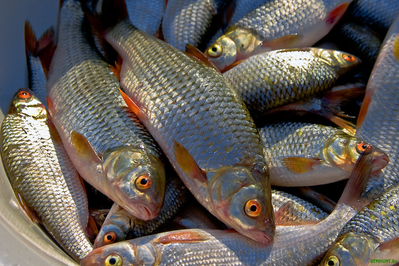 Фото с уловом рыбы: впечатляющие снимки рыбаков и их добычи