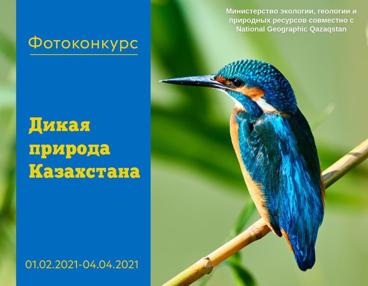1,5 млн тенге составляет призовой фонд фотоконкурса «Дикая природа Казахстана»  