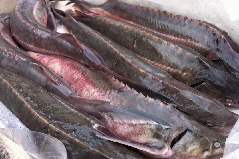 Из Атырау, где произошла массовая гибель рыбы, ограничили её вывоз 
