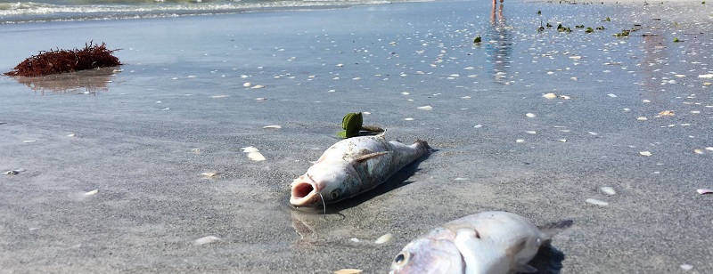 МСХ РК выясняет причины массовой гибели рыбы в Атырауской области 