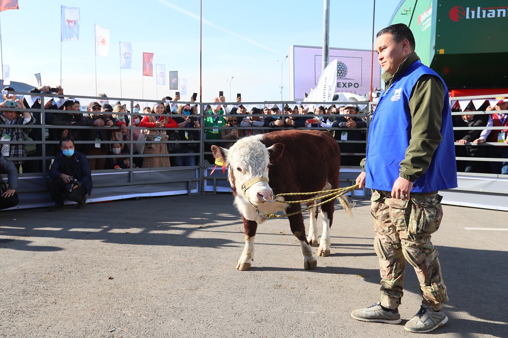 Казахская белоголовая против быков-герефордов и ангусов: кто победит на соревнованиях в Нур-Султане