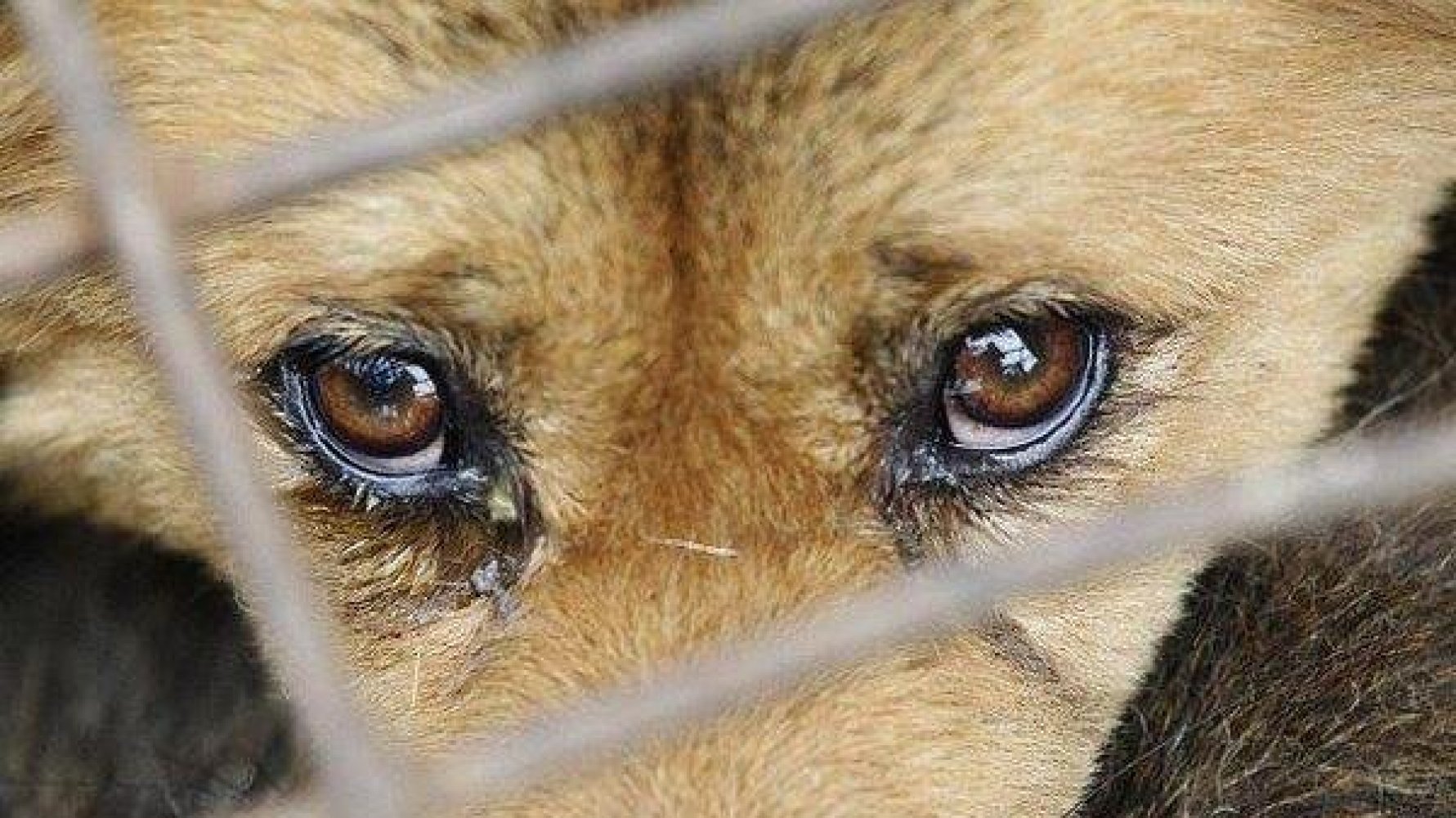 За жестокое обращение с животными – ограничение свободы до двух лет 