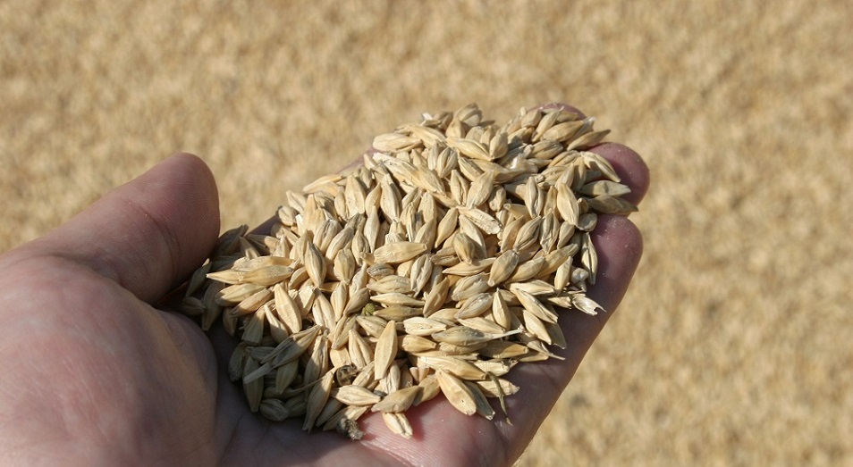 В текущем году в Казахстане убрано вдвое больше зерна, чем годом ранее  