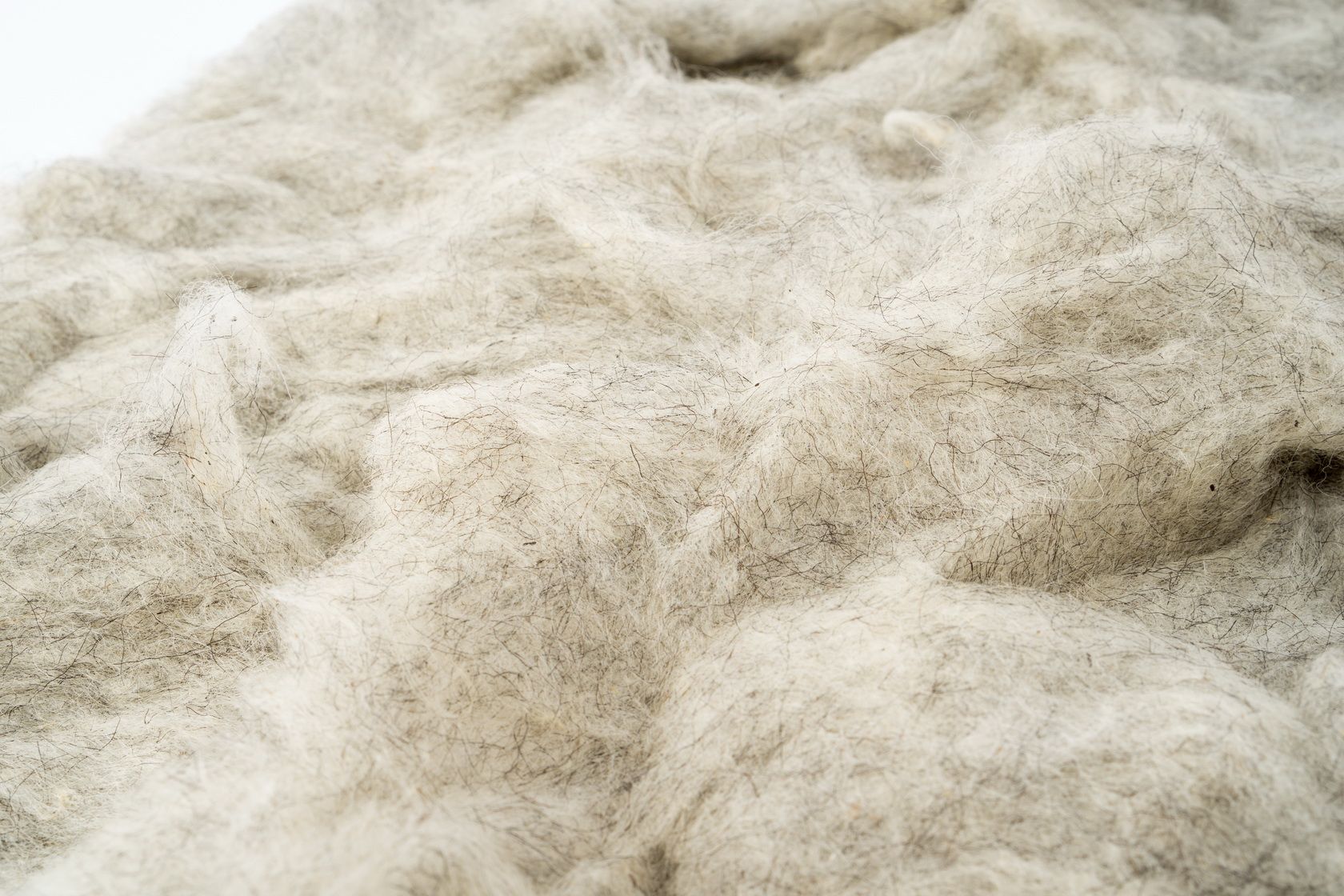Казахстанскую овечью шерсть планирует покупать китайская Шерстяная маркетная компания  