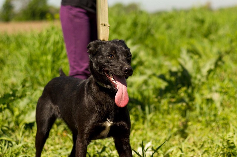 В Казахстане запустили проект, который показывает ауру собак  