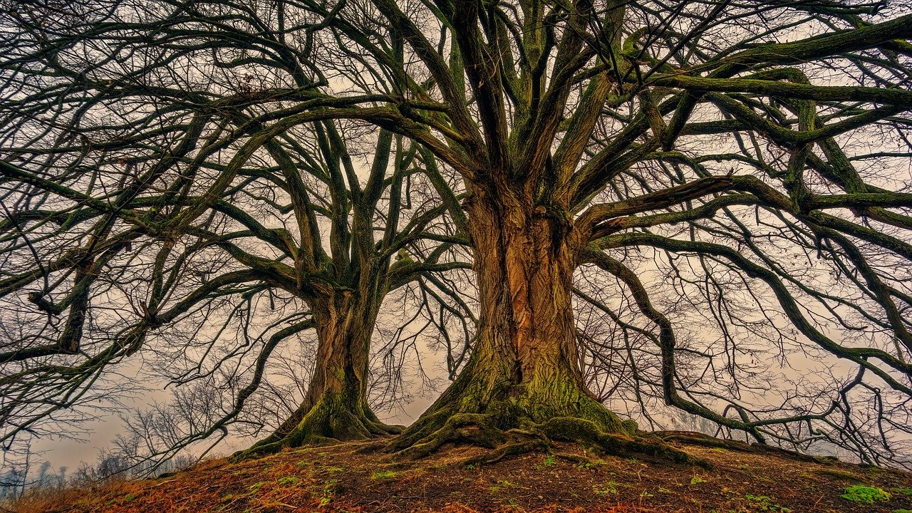 Треть деревьев в мире находится под угрозой исчезновения 