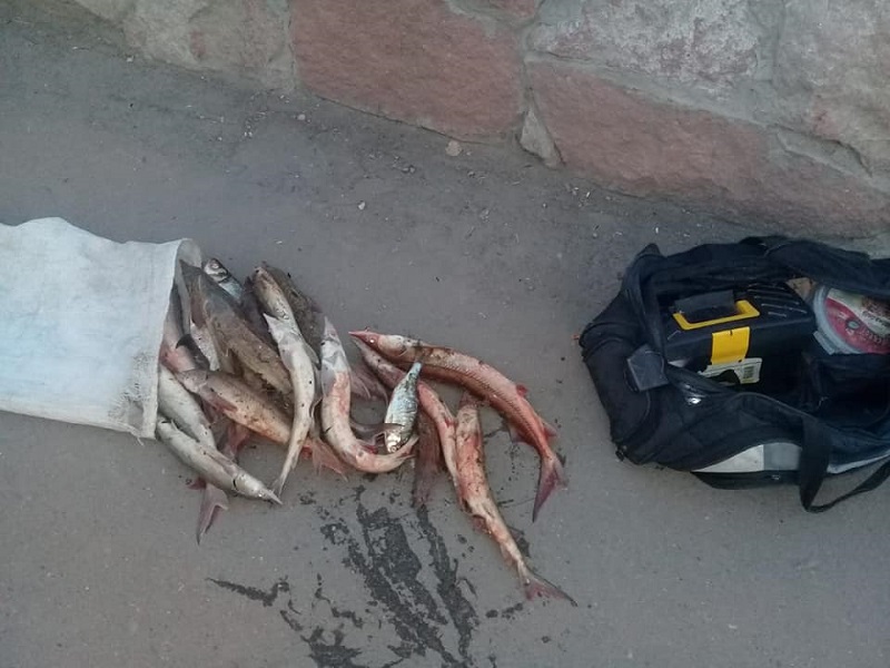В Павлодаре задержали браконьера с уловом стерляди  