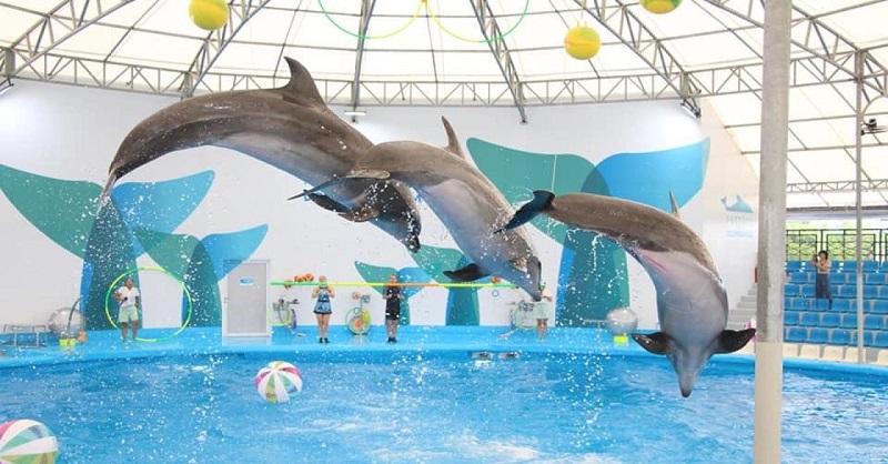 В Казахстане могут запретить дельфинарии  