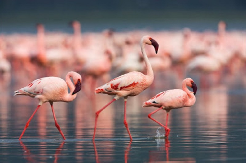 Розовые фламинго вернулись на Каспий после зимовки  
