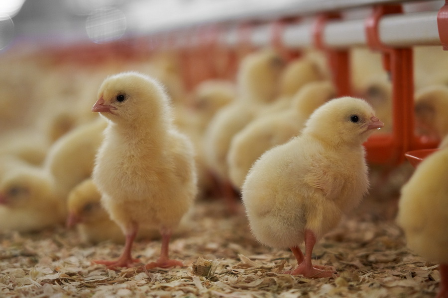 Реализацию продукции птицефабрик не будут запрещать из-за птичьего гриппа  