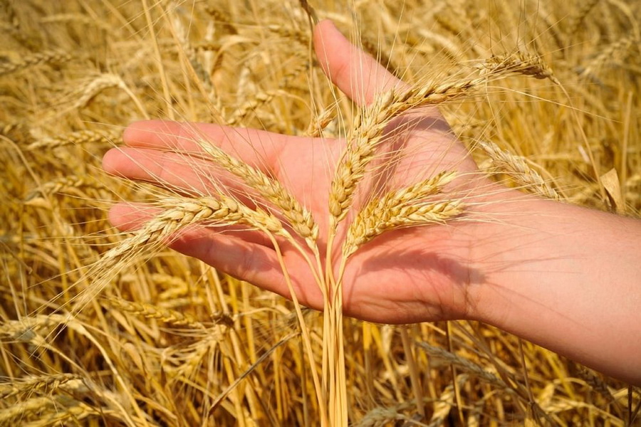 Сколько в Казахстане погибло посевов зерновых 