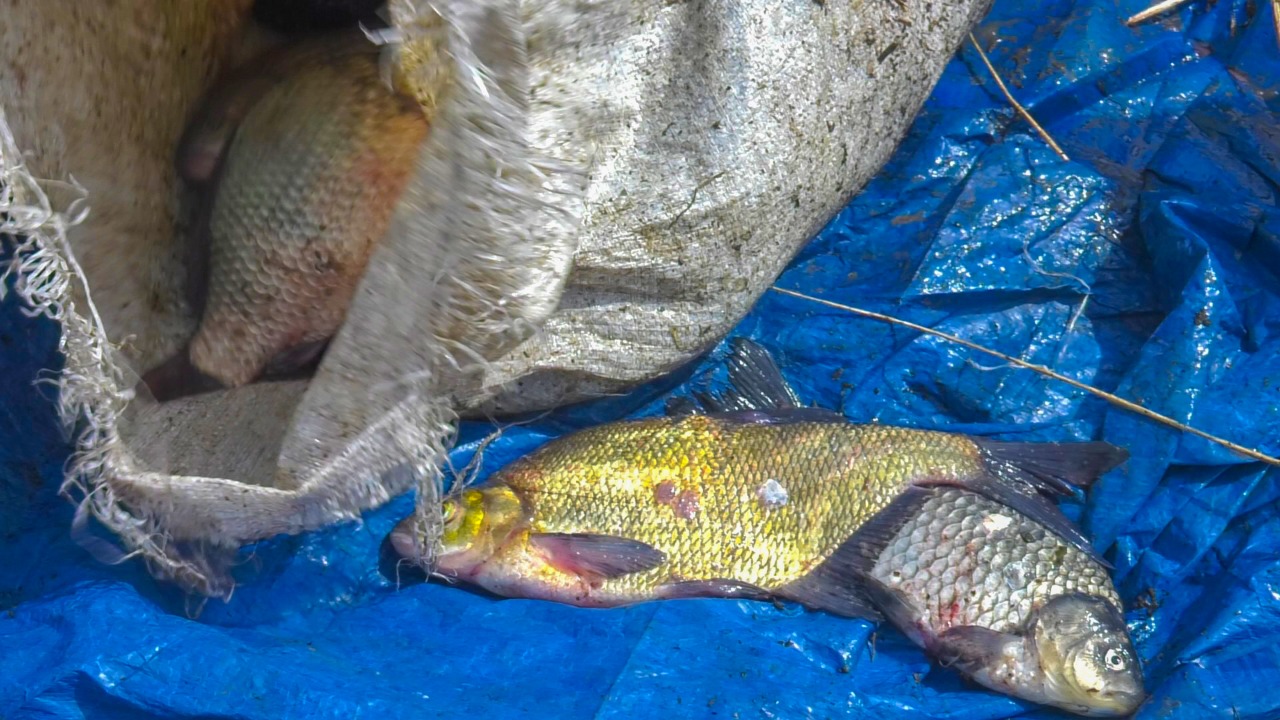 Более двух тонн рыбы на 3 млн тенге выловили браконьеры в ВКО