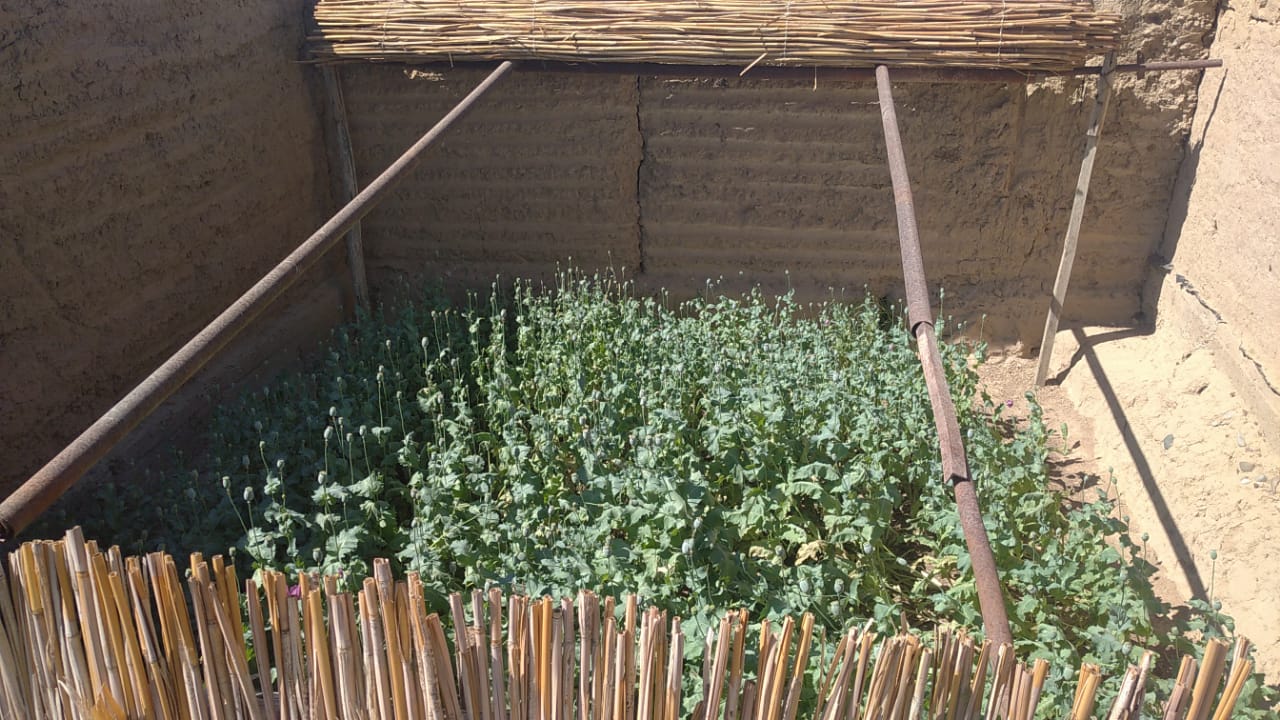 Житель Туркестанской области культивировал наркотический мак в своем огороде  