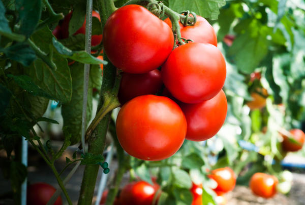 Россельхознадзор с 9 февраля снимает запрет на ввоз томатов еще с пяти предприятий Казахстана