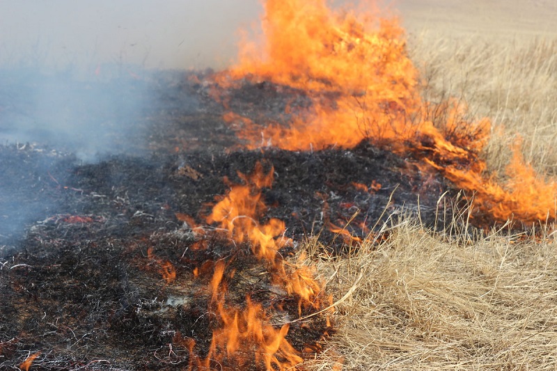 Вторые сутки тушат степной пожар площадью 3500 га в Карагандинской области 